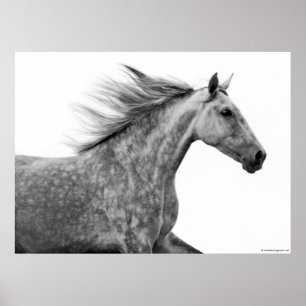 Rustic Galloping Andalusian Horse Poster