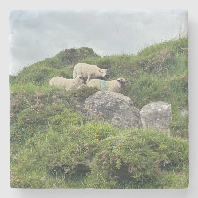 Rustic Ireland Three Irish Sheep Stone Coaster (Front)