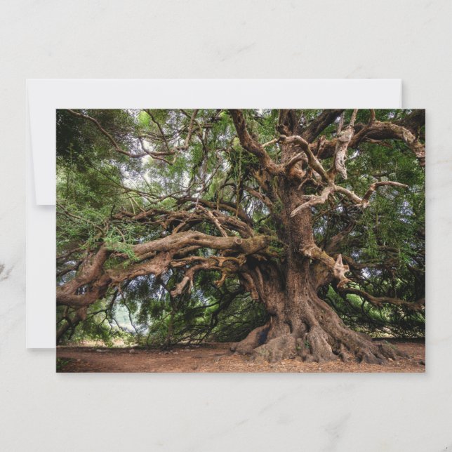 Rustic Old Olive Tree (Front)