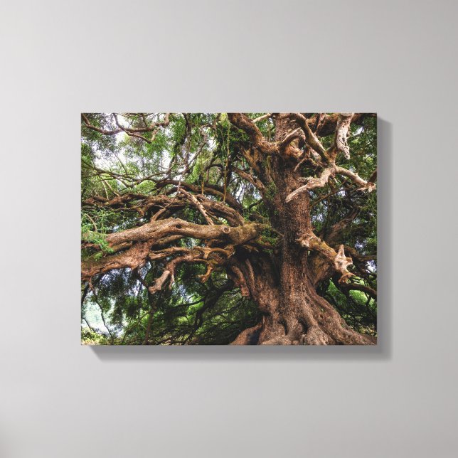Rustic Old Olive Tree Canvas Print (Front)