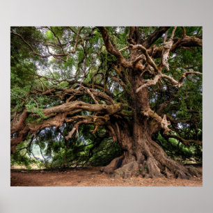 Rustic Old Olive Tree Poster