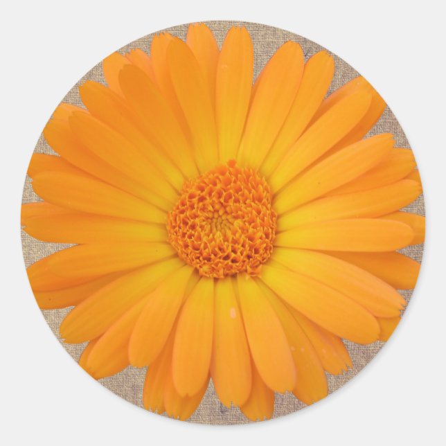 Rustic Orange Gerber Daisy Round Stickers Seals (Front)