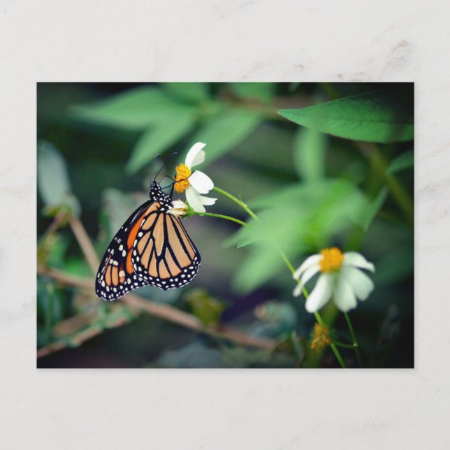 Rustic Photo | Monarch and Wildflowers Postcard (Front)