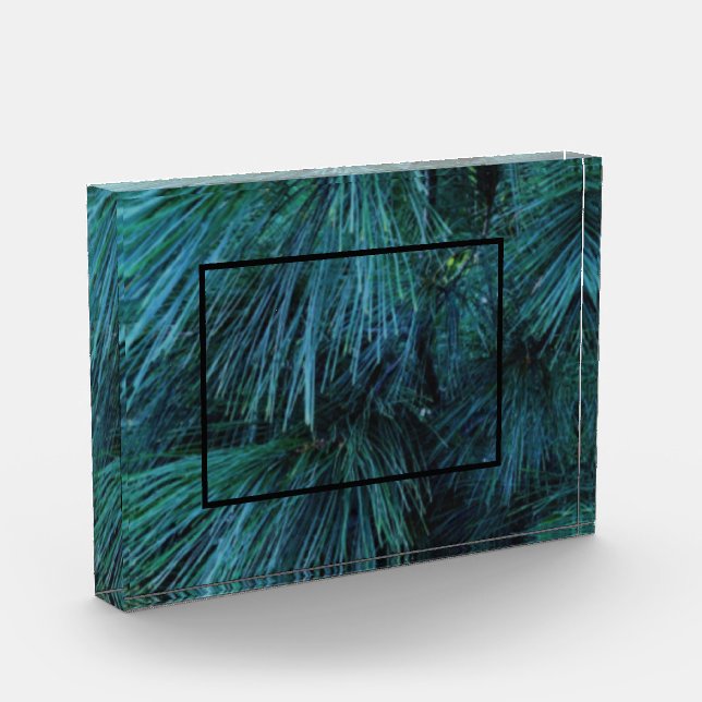 Rustic Pine trees pine forest green evergreen   Photo Block (Left)