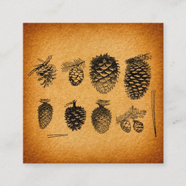 Rustic Pinecones Pine Cone Artwork Antique Design Enclosure Card (Front)