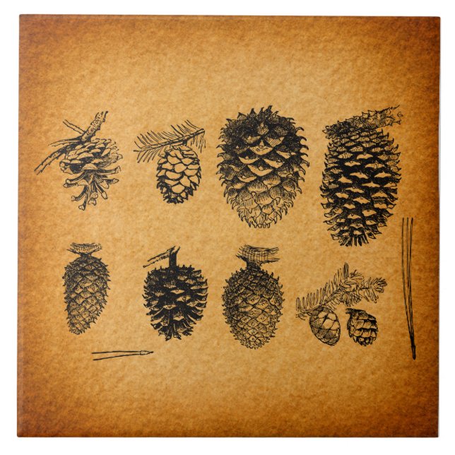 Rustic Pinecones Pine Cone Artwork Antique Design Tile (Front)