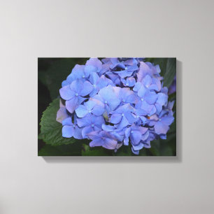Rustic Purple Hydrangea macrophylla  Canvas Print
