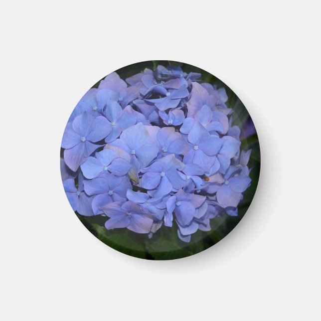 Rustic Purple Hydrangea macrophylla  Magnet (Front)