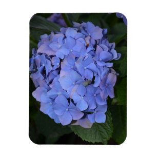 Rustic Purple Hydrangea macrophylla Magnet