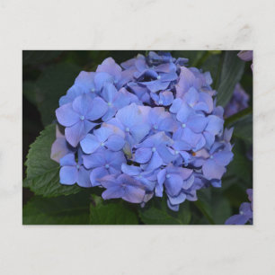 Rustic Purple Hydrangea macrophylla  Postcard