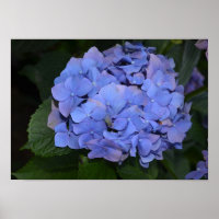 Rustic Purple Hydrangea macrophylla  