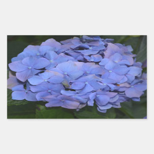 Rustic Purple Hydrangea macrophylla  Rectangular Sticker