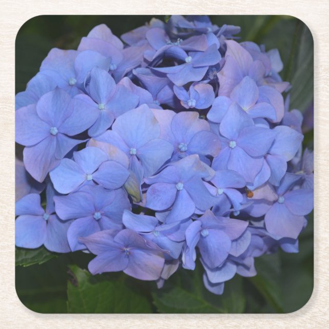 Rustic Purple Hydrangea macrophylla  Square Paper Coaster (Front)
