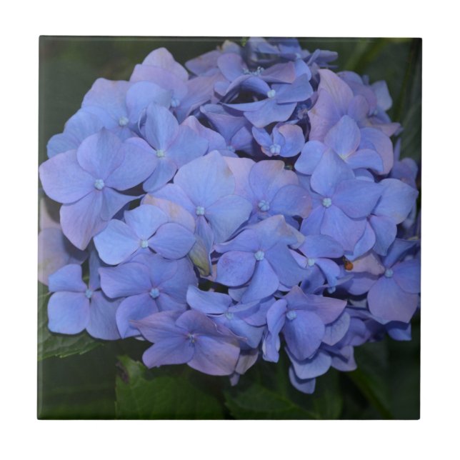 Rustic Purple Hydrangea macrophylla  Tile (Front)