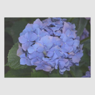 Rustic Purple Hydrangea macrophylla   Tissue Paper