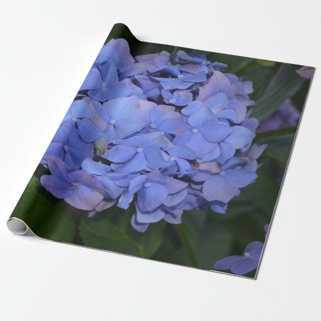 Rustic Purple Hydrangea macrophylla Wrapping Paper (Unrolled)