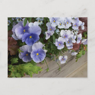 Rustic Purple Pansy Floral Postcard Pansies