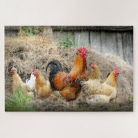 Rustic Rural Farm Rooster Chickens Nature Animals