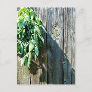 Rustic Sage Postcard