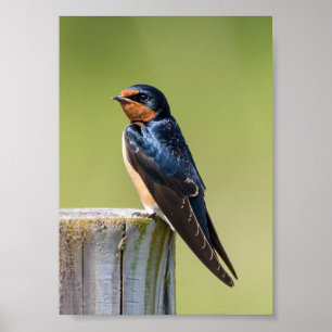 Rustic Serenity Barn Swallow on Wooden Fence Pole Poster