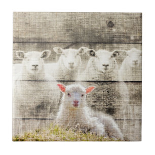 Rustic Sheep Baby Lamb Burlap Tile