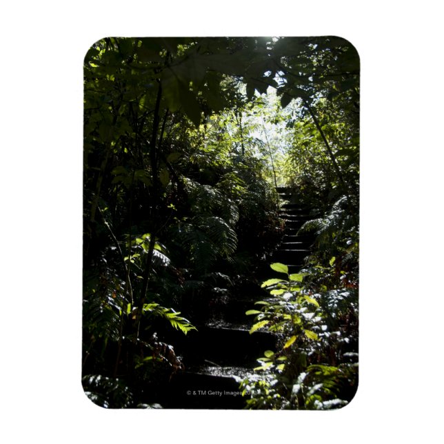 Rustic staircase/footpath in forest, sunlight magnet (Vertical)