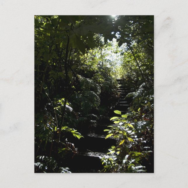 Rustic staircase/footpath in forest, sunlight postcard (Front)