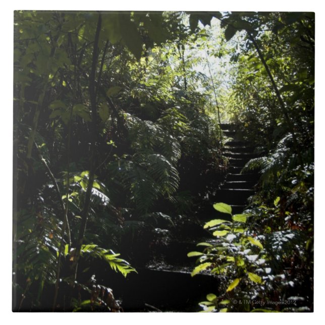 Rustic staircase/footpath in forest, sunlight tile (Front)
