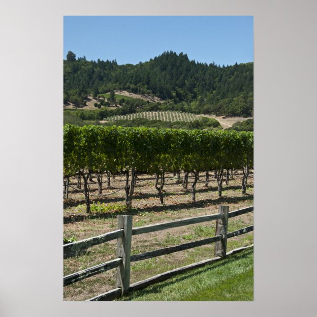 Rustic Vineyard Grape Fields Poster (Front)
