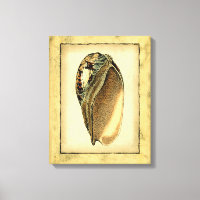 Rustic Vintage Seashell