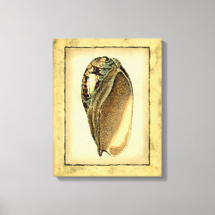 Rustic Vintage Seashell Canvas Print