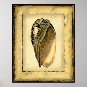 Rustic Vintage Seashell Poster