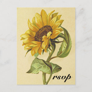 Rustic Vintage Style Sunflower "rsvp" Postcard