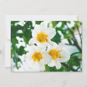 Rustic White lilies - Lilium candidum Invitation