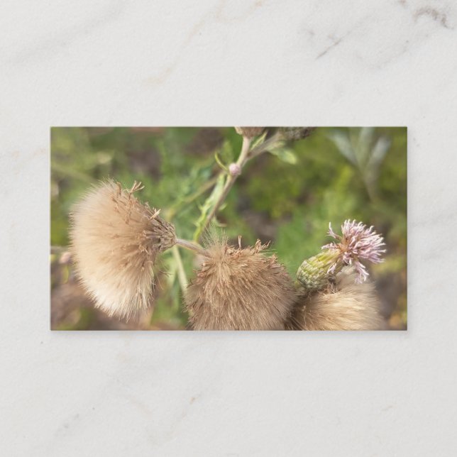 Rustic Wild Thistle Botanical Business Card (Front)