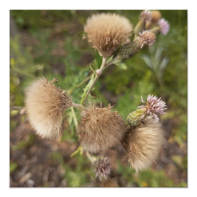 Rustic Wild Thistle Botanical Nature Photo Print (Front)