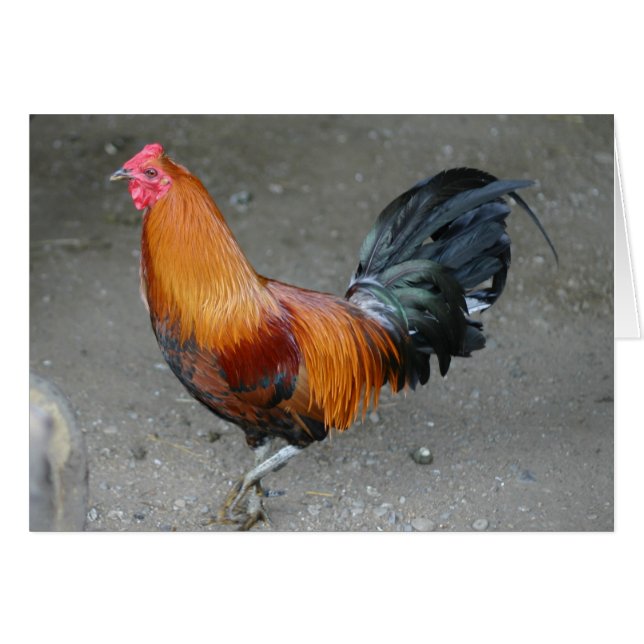 Rusty (Front Horizontal)