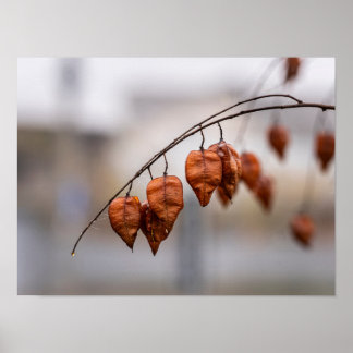Rusty Autumn Seed Pods Poster