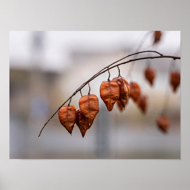 Rusty Autumn Seed Pods Poster (Front)