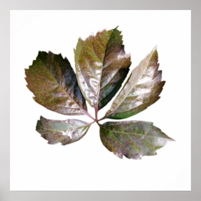 rusty leaf poster (Front)