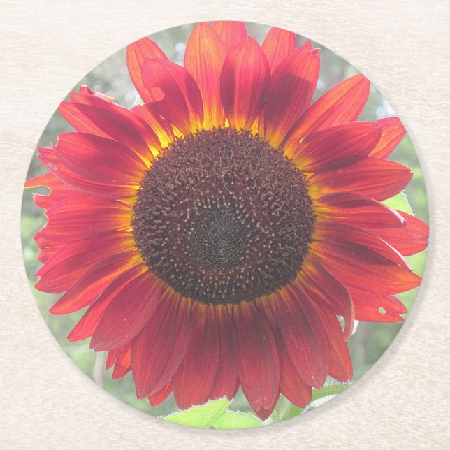 Rusty Red Sunflower Party Coaster (Front)
