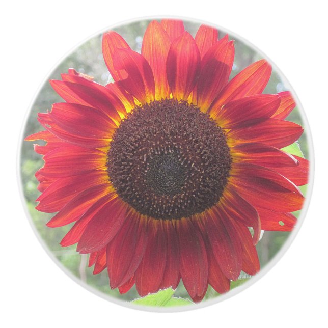 Rusty Sunflower Ceramic Knob (Front)