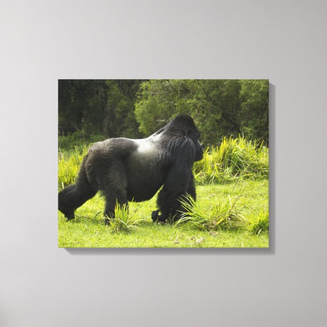 Rwanda, Volcanoes National Park Canvas Print (Front)