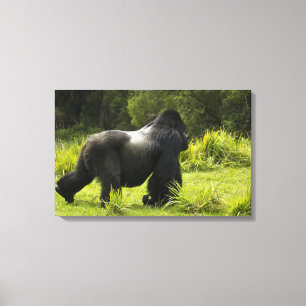 Rwanda, Volcanoes National Park Canvas Print