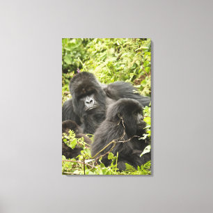 Rwanda, Volcanoes National Park Canvas Print