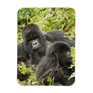 Rwanda, Volcanoes National Park Magnet