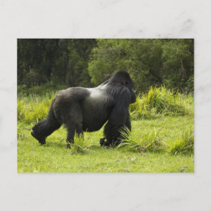 Rwanda, Volcanoes National Park Postcard