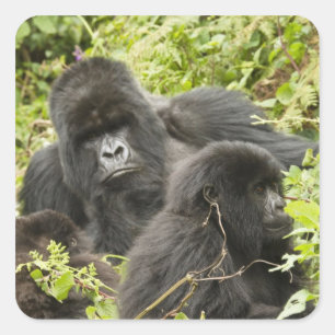 Rwanda, Volcanoes National Park Square Sticker