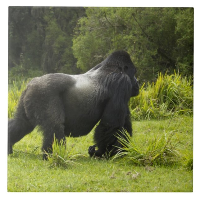 Rwanda, Volcanoes National Park Tile (Front)