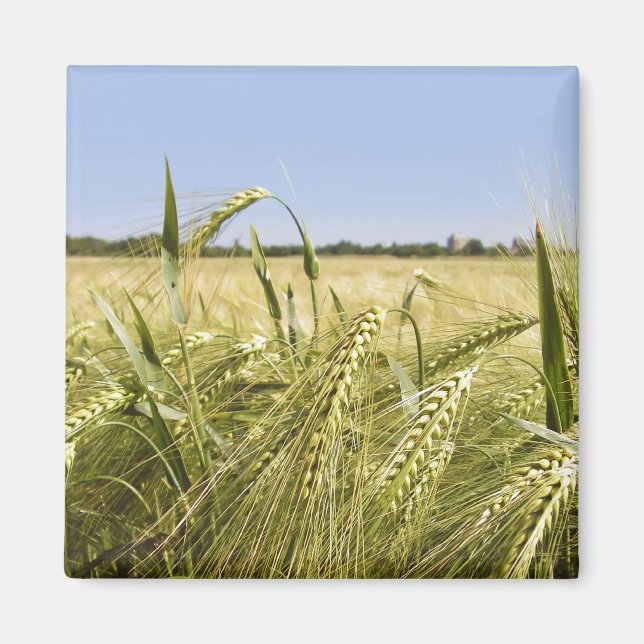 Rye Grain Botanical Nature Magnet (Front)